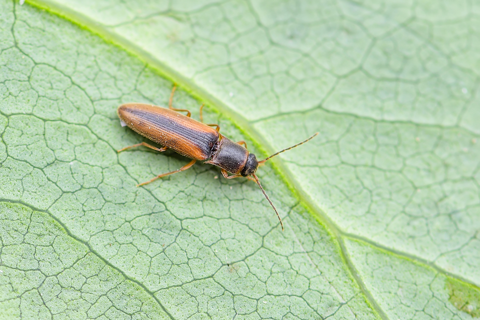 Dalopius marginatus - szegélyes pattanó