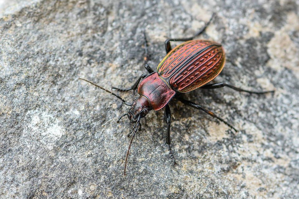 Carabus ulrichii - rezes futrinka Carabus ulrichii - rezes futrinka