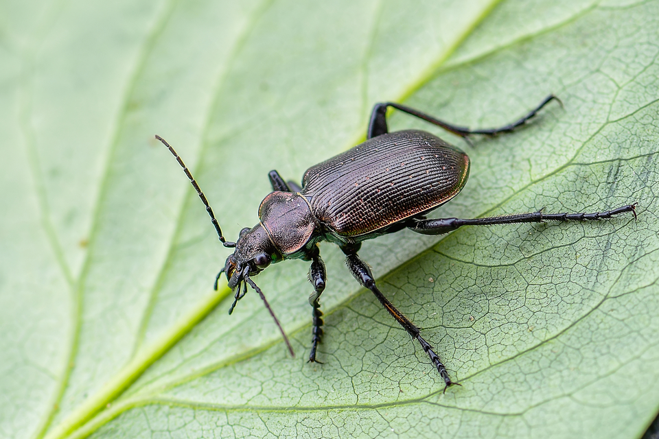 Calosoma inquisitor - kis bábrabló