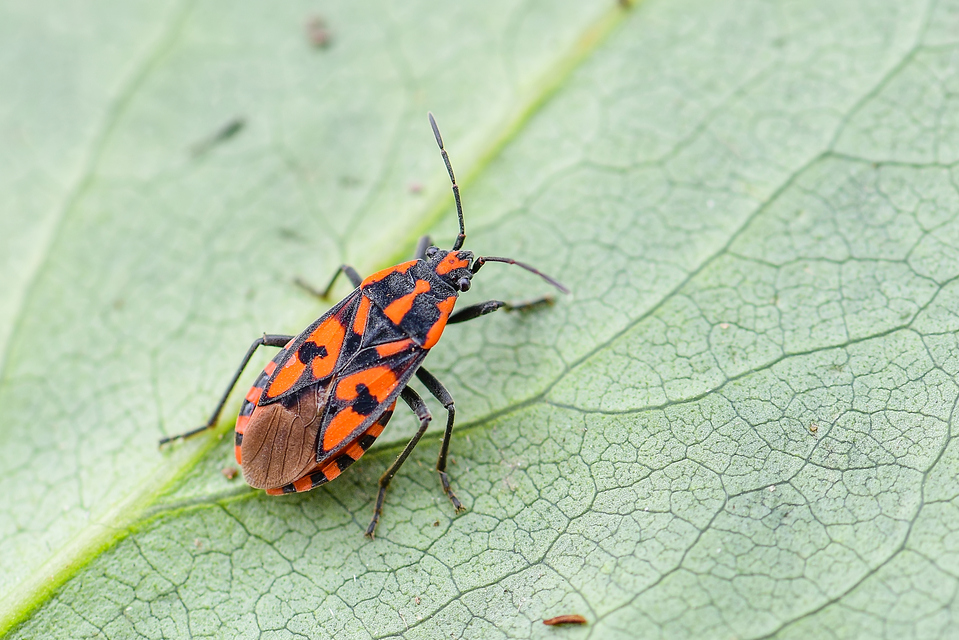 Spilostethus saxatilis - virágbodobács