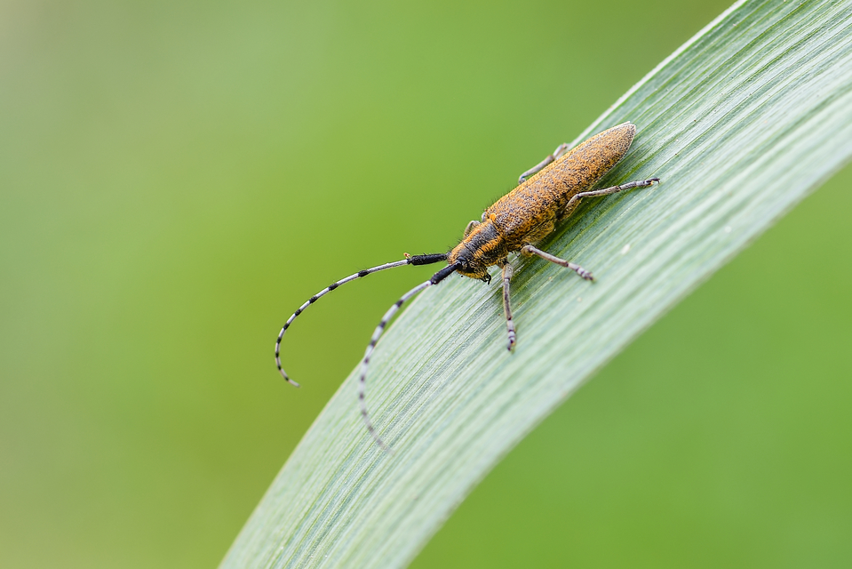 Agapanthia villosoviridescens - fehérgyűrűs bogáncscincér