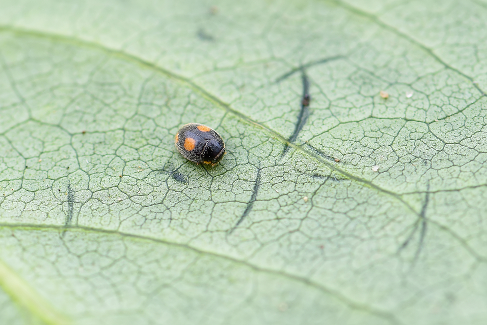 Platynaspis luteorubra - négypettyes szerecsenkata