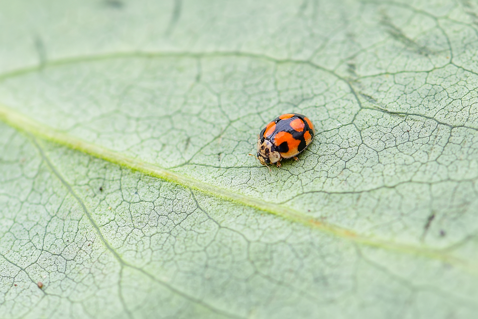 Adalia decempunctata - tízpettyes katica