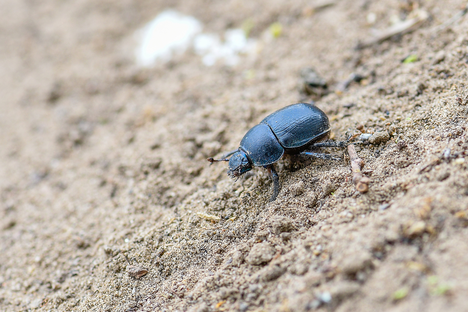 Anoplotrupes stercorosus - erdei álganéjtúró