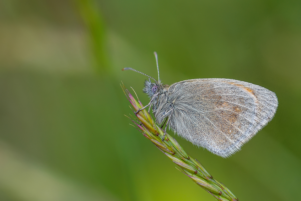 Coenonympha pamphilus - kis szénalepke