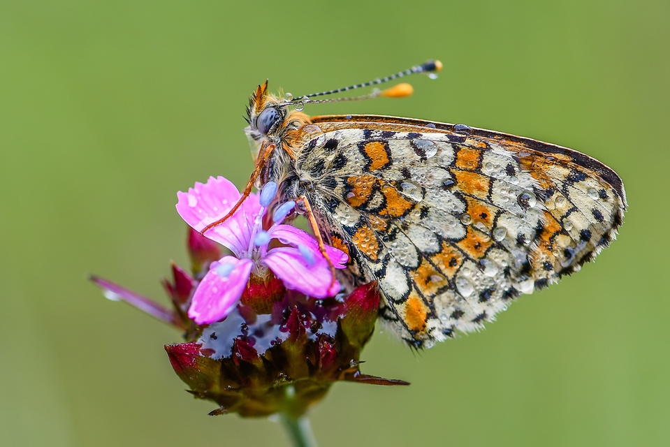Melitaea cinxia - réti tarkalepke