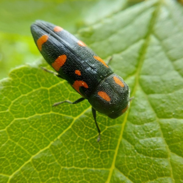 Ptosima undecimmaculata - sárgafoltos díszbogár