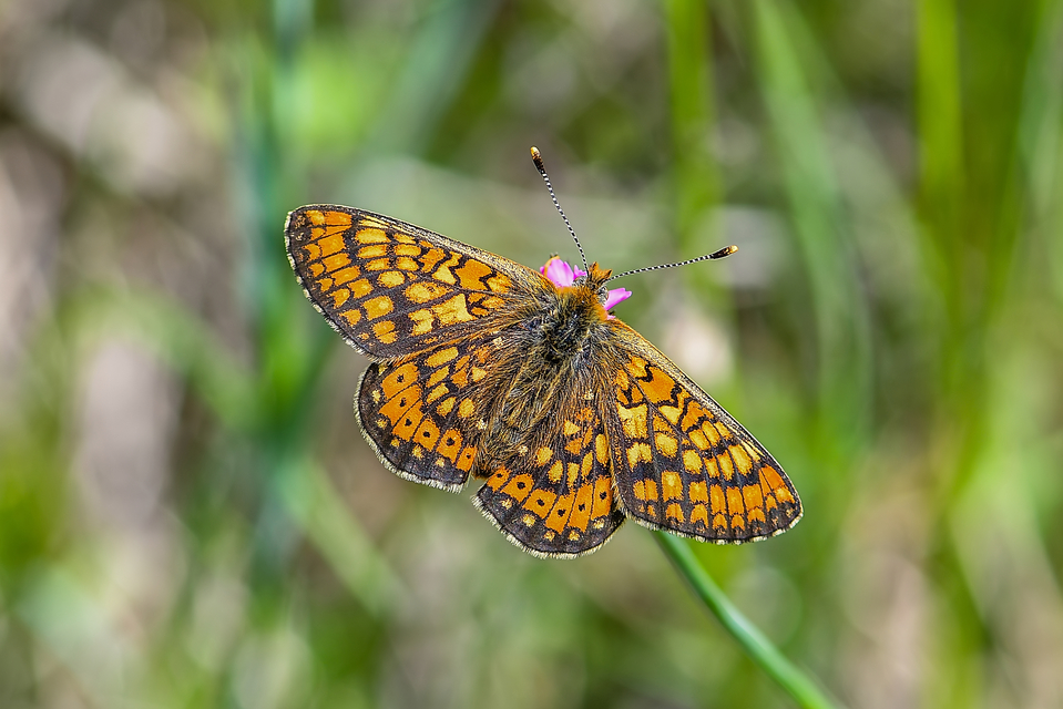 Euphydryas aurinia - lápi tarkalepke