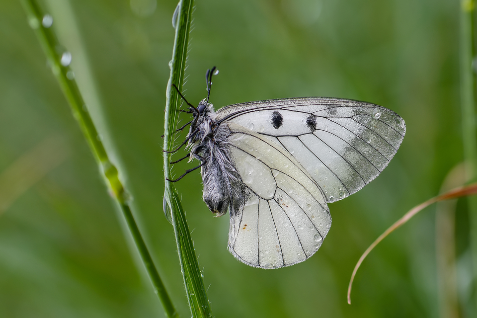 Parnassius mnemosyne - kis apollólepke