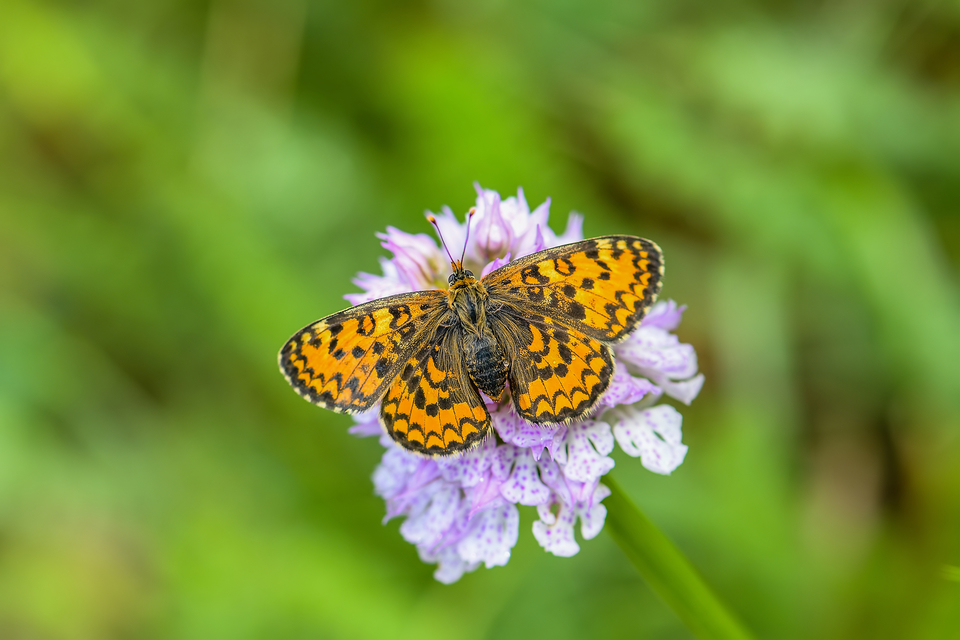 Melitaea trivia - kis tarkalepke