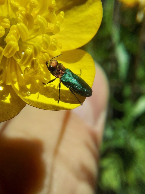Anthaxia nitidula - ragyogó virágdíszbogár