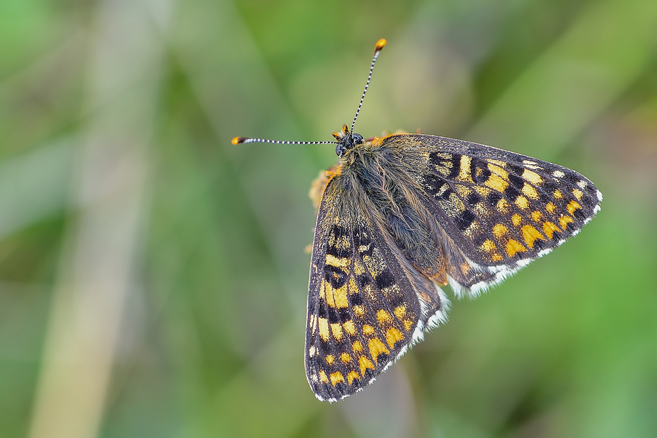 Melitaea cinxia - réti tarkalepke