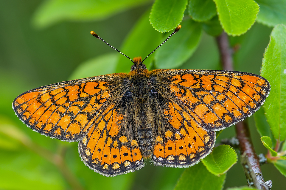 Euphydryas aurinia - lápi tarkalepke