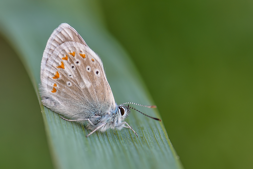 Polyommatus dorylas - fénylő boglárka