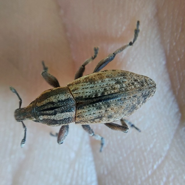 Pseudocleonus cinereus - hamvas barkó