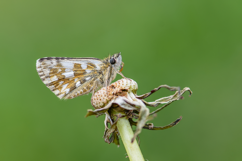Pyrgus serratulae - homályos busalepke
