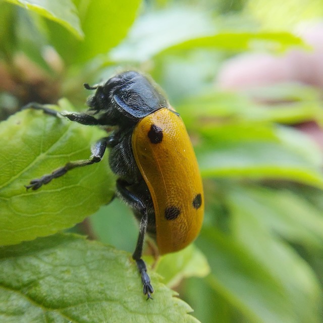 Lachnaia sexpunctata - szőrösnyakú zsákhordóbogár