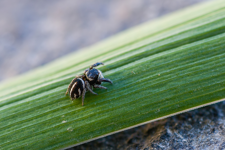 Pellenes nigrociliatus - csigás ugrópók