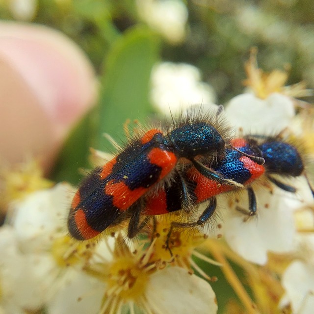 Trichodes favarius - hatfoltos méhészbogár