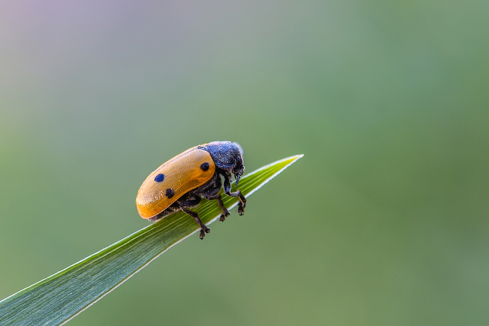 Lachnaia sexpunctata - szőrösnyakú zsákhordóbogár