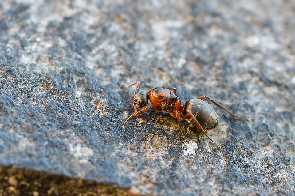 Formica rufibarbis - vörös rabszolgahangya