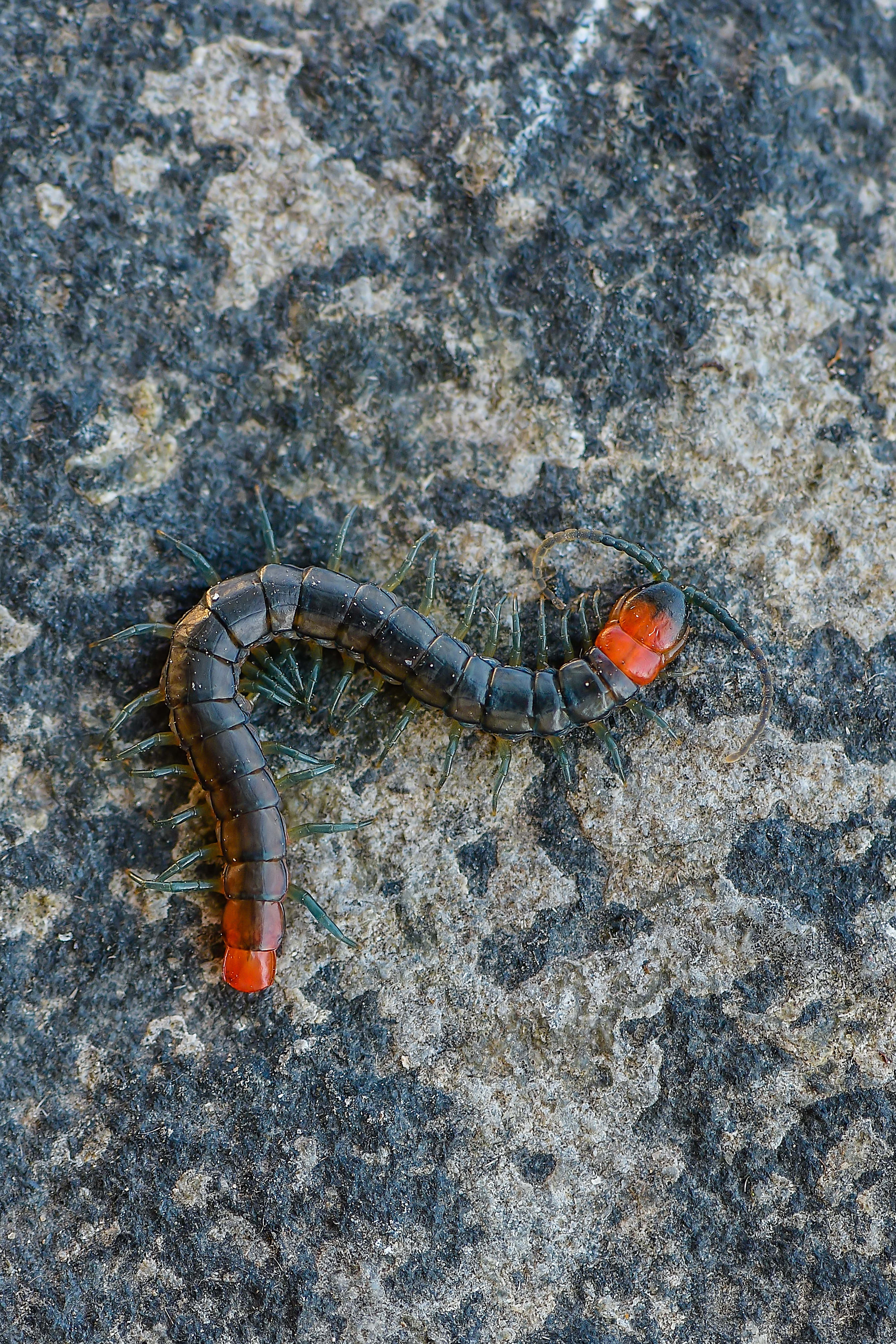 Scolopendra cingulata - öves szkolopendra