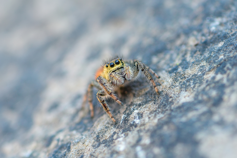 Carrhotus xanthogramma - rozsdás ugrópók