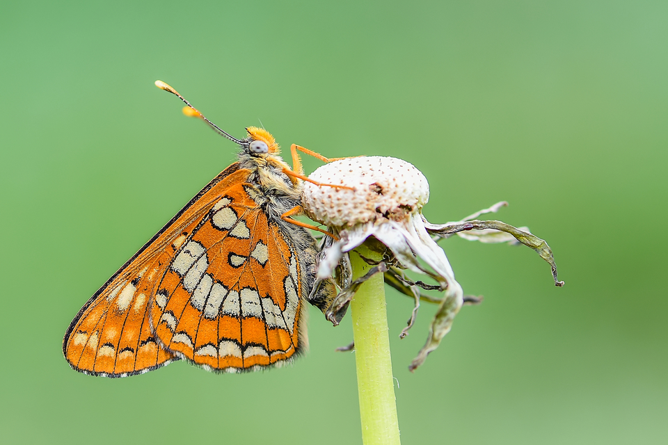 Euphydryas maturna - díszes tarkalepke