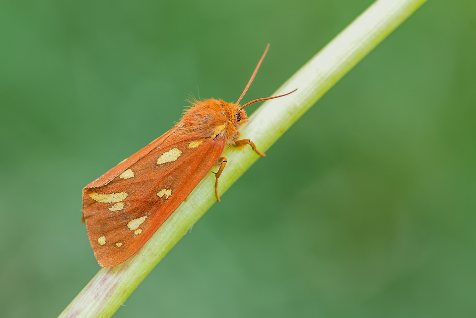 Hyphoraia aulica - barna medvelepke