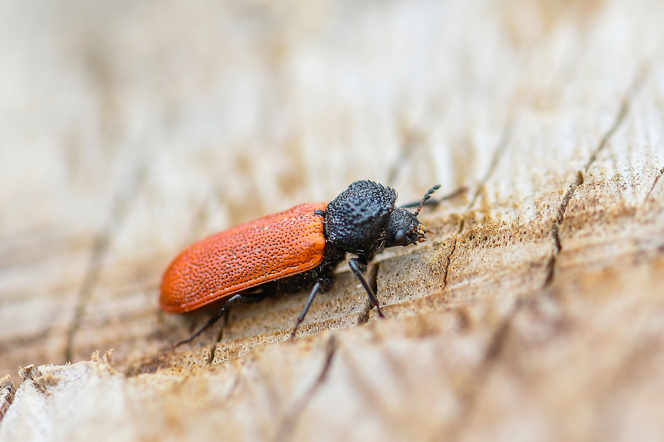 Bostrichus capucinus - piros csuklyásszú