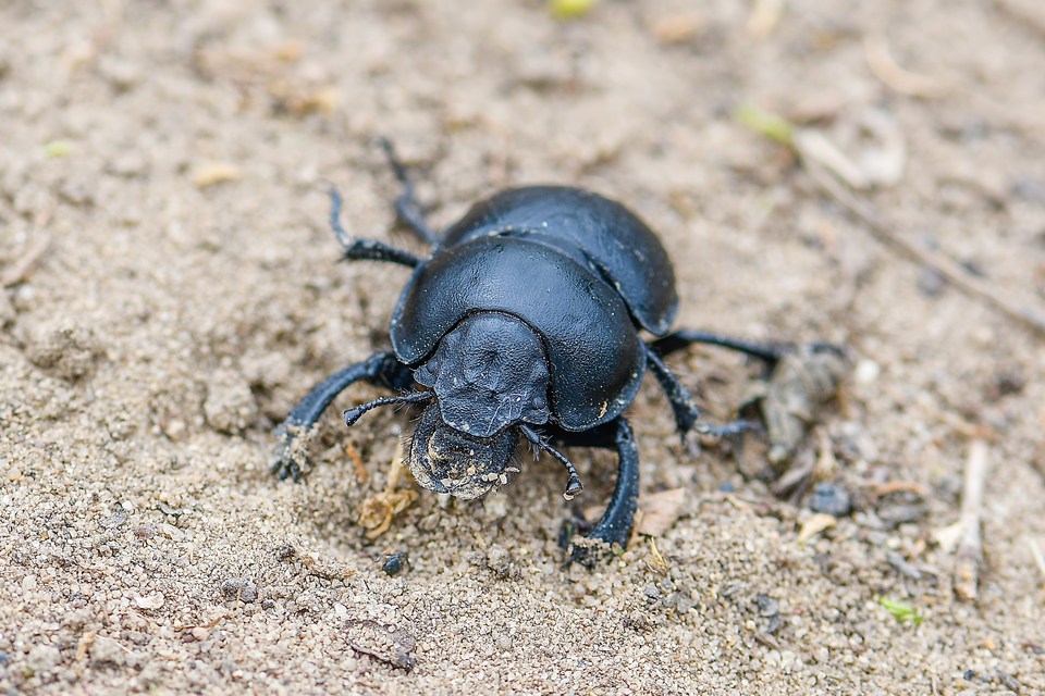 Lethrus apterus - nagyfejű csajkó