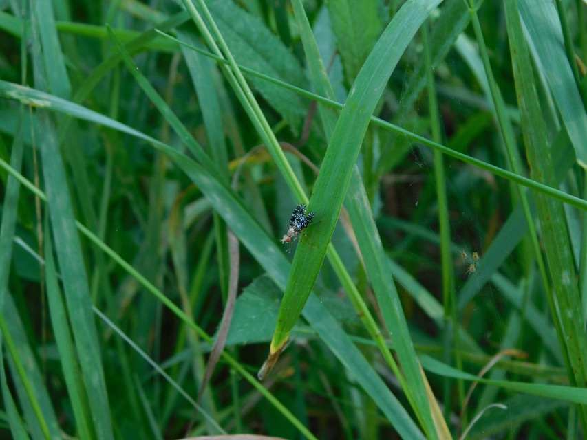 Trypetoptera punctulata - pirosszemű szarvaslégy