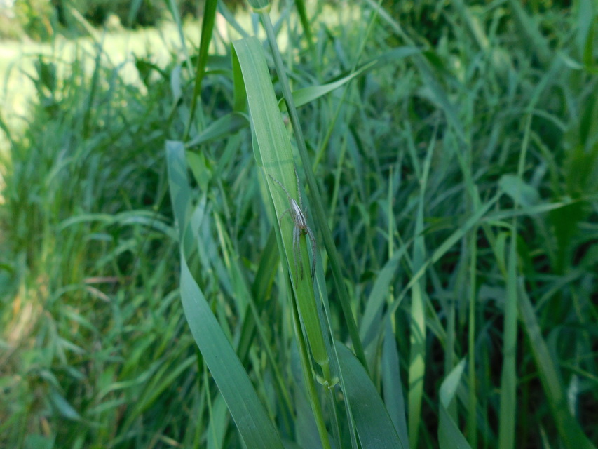 Tibellus