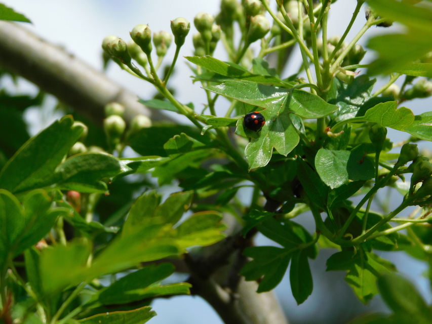 Adalia bipunctata - kétpettyes katica
