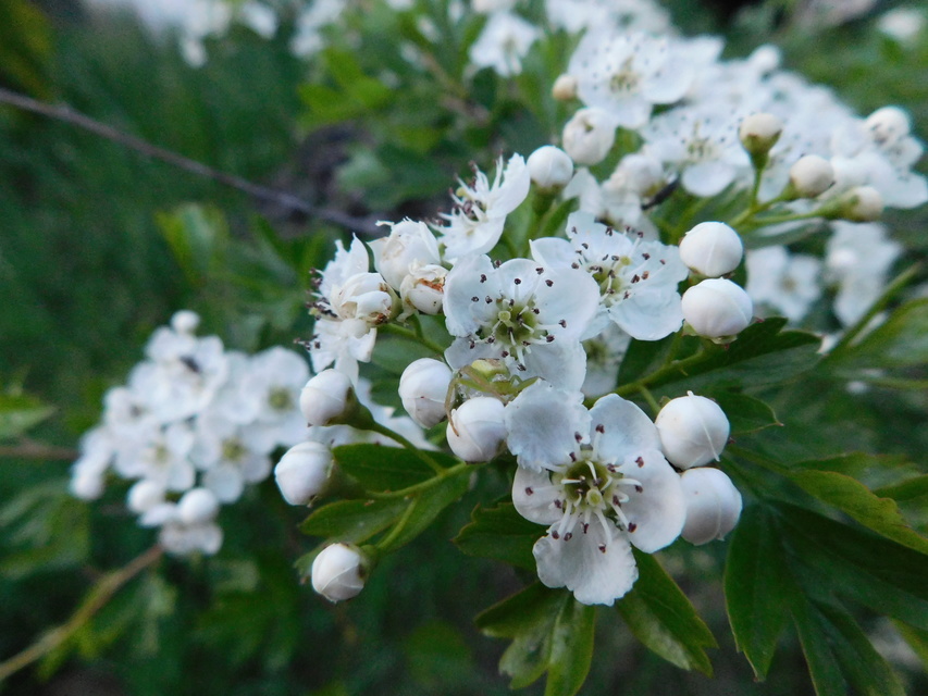 Ebrechtella tricuspidata - alakoskodó karolópók