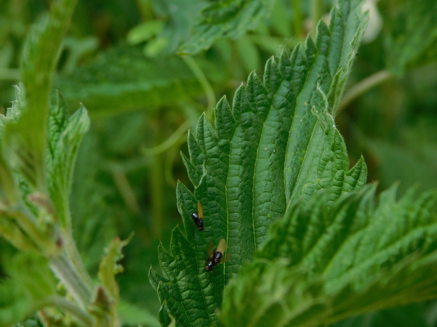Lauxaniidae - pudvalegyek