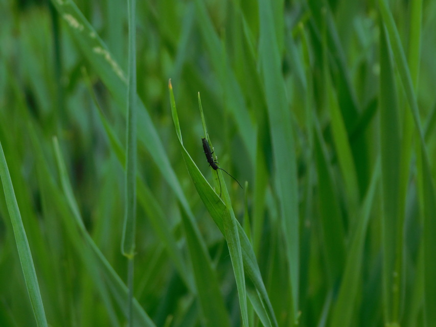 Theophilea subcylindricollis - hengeres szalmacincér