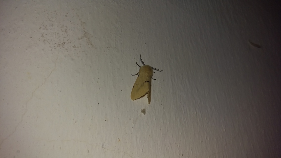 Spilarctia lutea - sárgás medvelepke