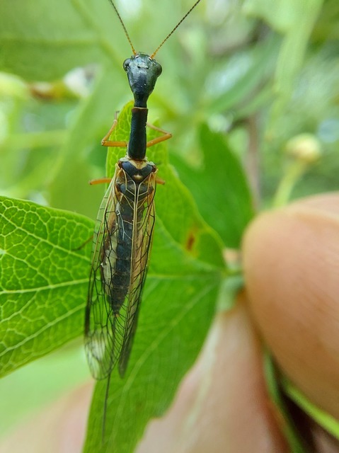 Raphidioptera - Tevenyakú-fátyolkák