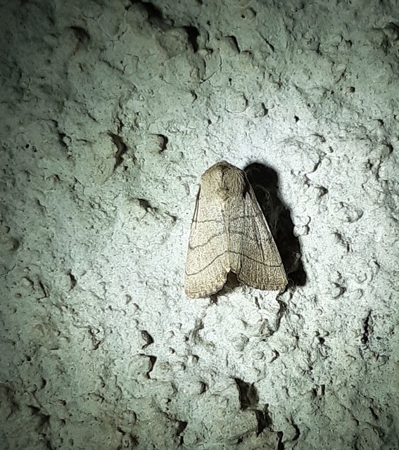 Charanyca trigrammica - háromsávos lombbagoly