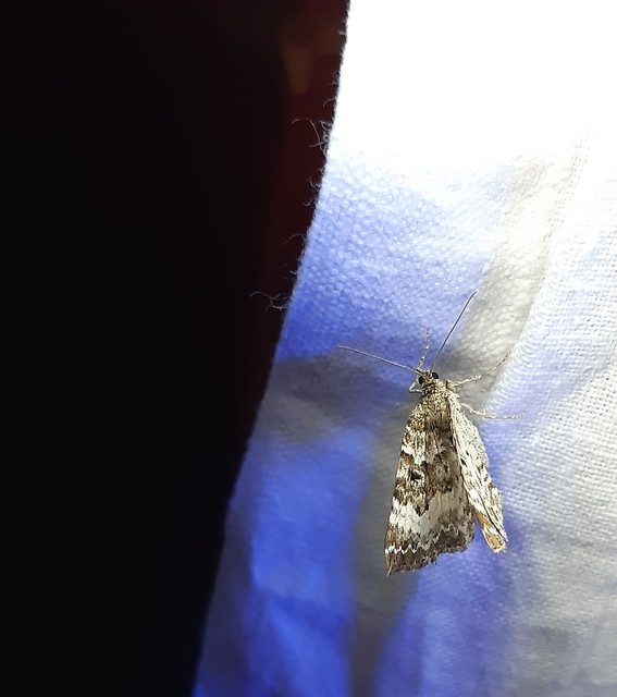 Epirrhoe alternata - galaj-tarkaaraszoló