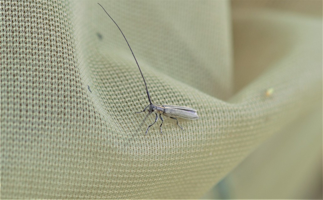 Calamobius filum - hosszúcsápú szalmacincér