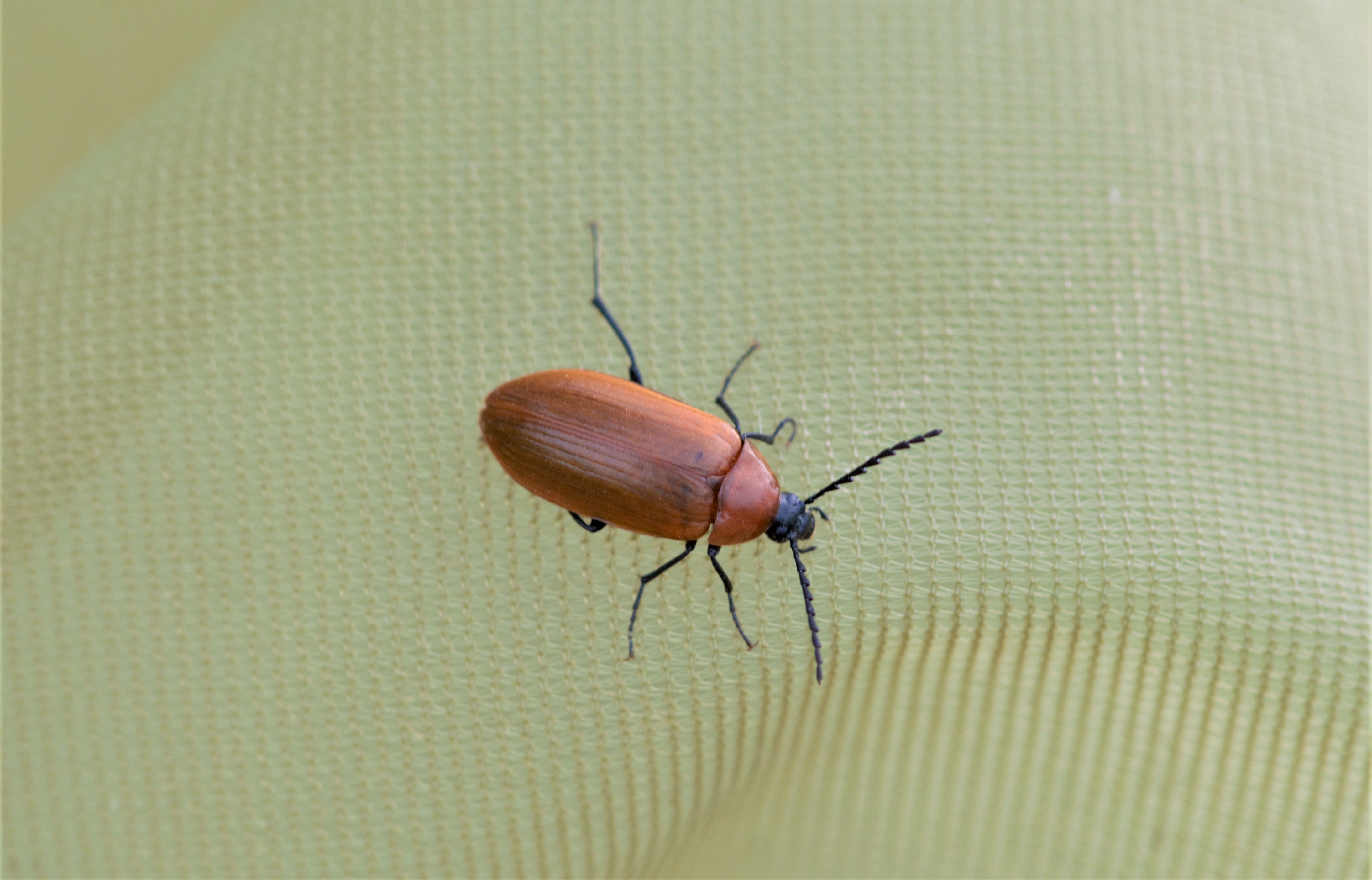 Pseudocistela ceramboides - narancssárga alkonybogár