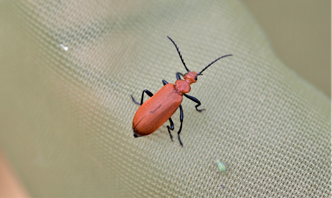 Pyrochroa serraticornis - közép-bíborbogár