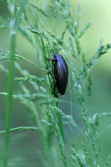 Colymbetes fuscus - gyakori recéscsíkbogár