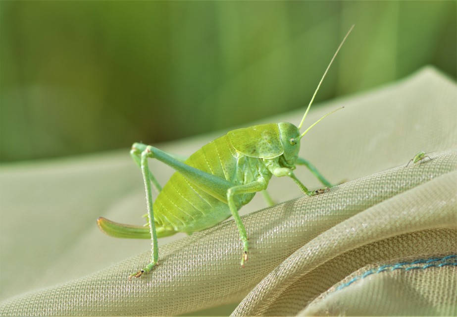 Polysarcus denticauda - fogasfarkú szöcske