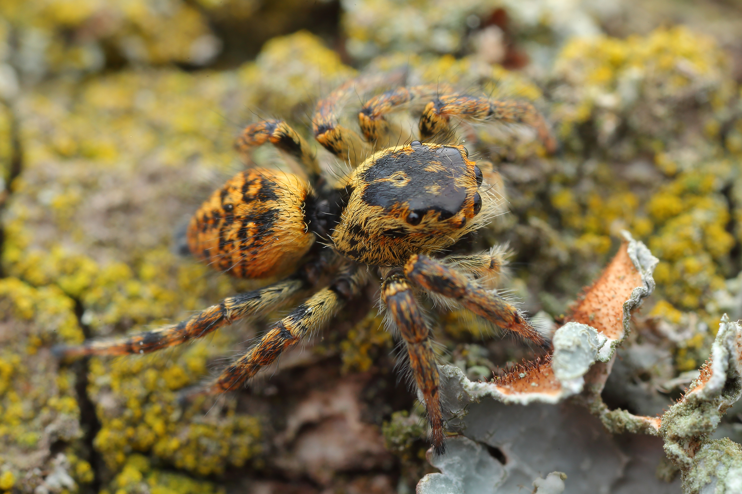 Carrhotus xanthogramma - rozsdás ugrópók