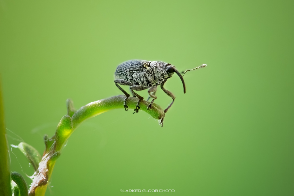 Ceutorhynchus obstrictus - repcebecő-ceutormányos