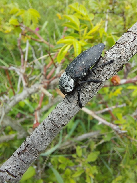 Capnodis tenebrionis - kökény-tükrösdíszbogár