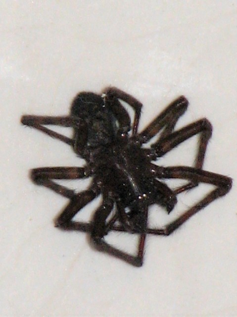 Amaurobius